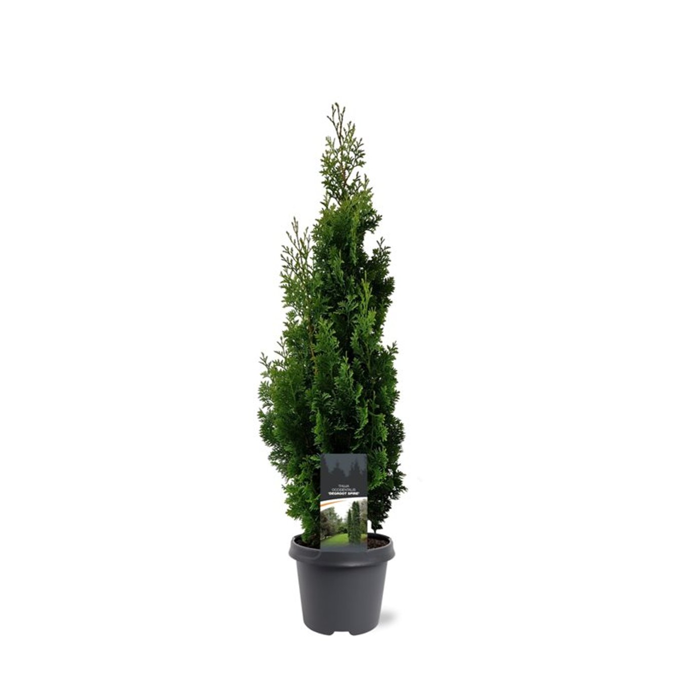 Thuja occ. 'Degroot's Spire' - C5 50-60 CM